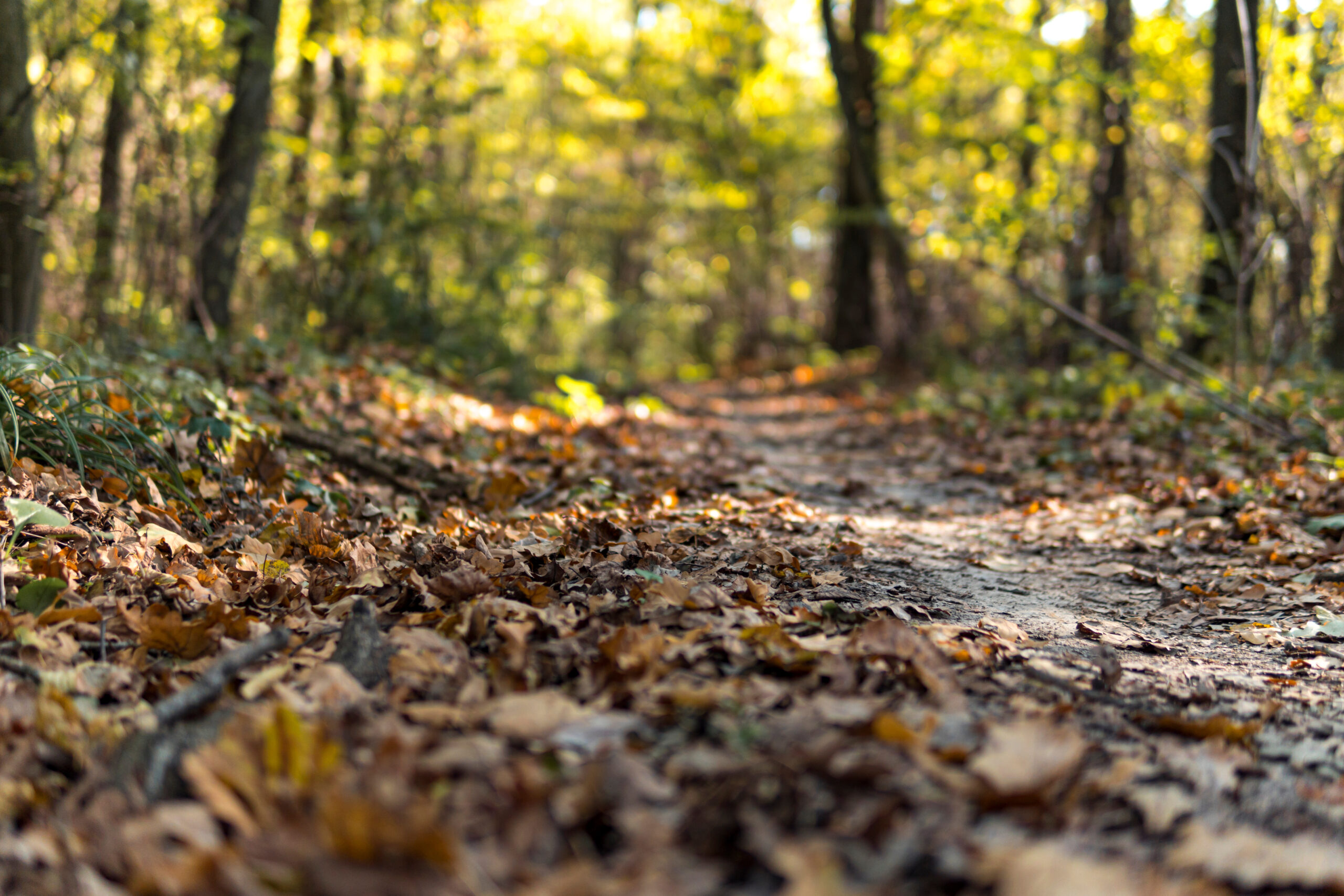 Detail of yellow leaves lying down on a ground path through a forest during sunny day in fall season