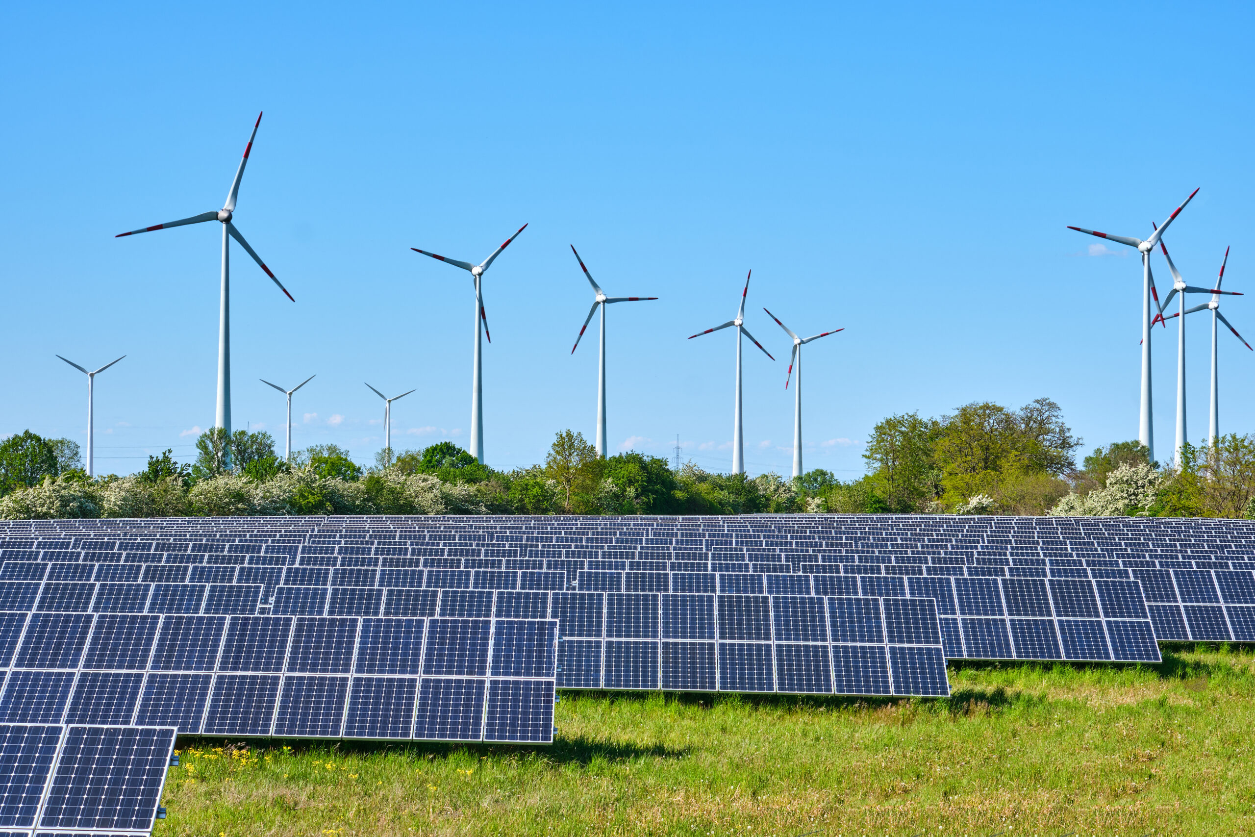 A field on a sunny day showing rows of solar panels in the foreground and windmills in the background